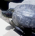 Clementina, la tortuga más famosa del mundo.
